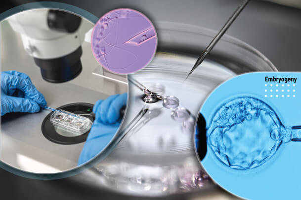 A collage showing an embryologist working under a microscope, performing an IVF procedure, and a close-up of an oocyte being injected. The image highlights the delicate process of embryo development in assisted reproduction.